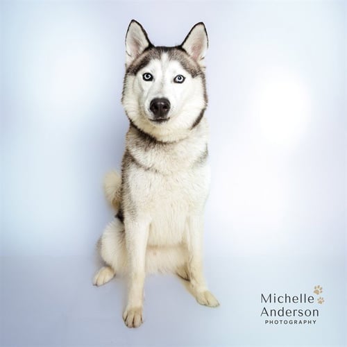 FENRIR - Siberian Husky available for adoption
