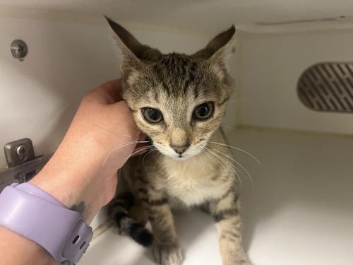 A164480 - Domestic Short Hair available for adoption