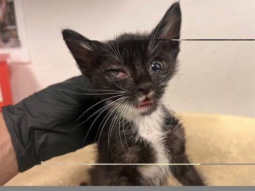 SPARKY - Domestic Short Hair for adoption in Corona