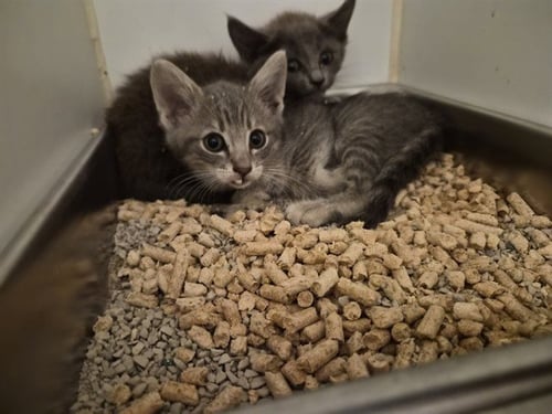 A164936 - Domestic Short Hair available for adoption