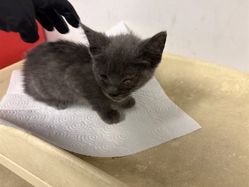 A164643 - Domestic Short Hair available for adoption