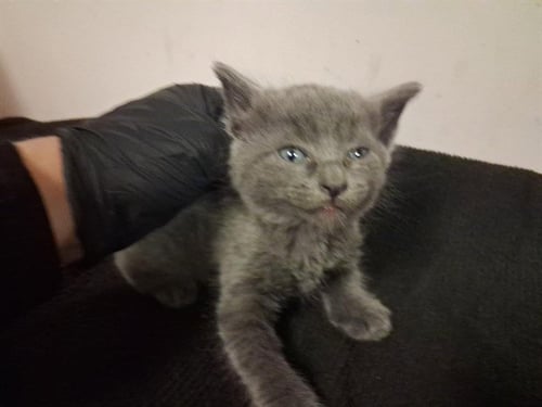A164201 - Domestic Short Hair available for adoption