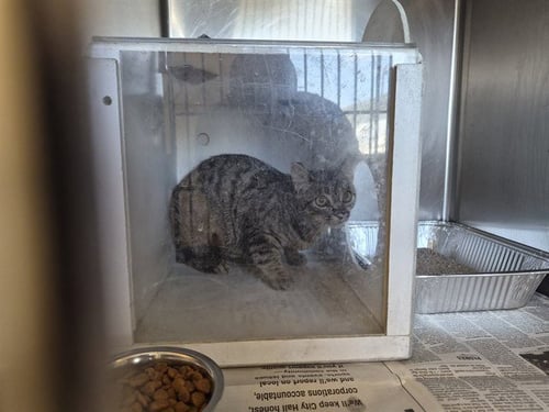 A163828 - Domestic Short Hair available for adoption