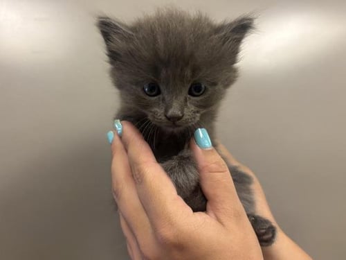 A165434 - Domestic Long Hair available for adoption