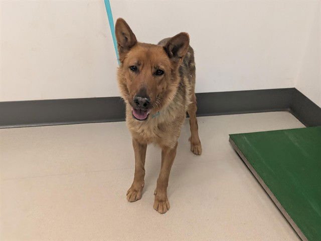 WINNIE - German Shepherd Dog available for adoption