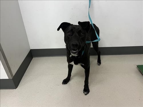 TOBIAS - Labrador Retriever for adoption in Corona