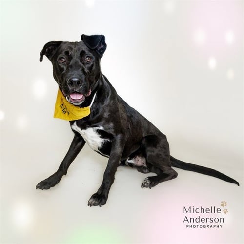 TOBIAS - Labrador Retriever for adoption in Corona
