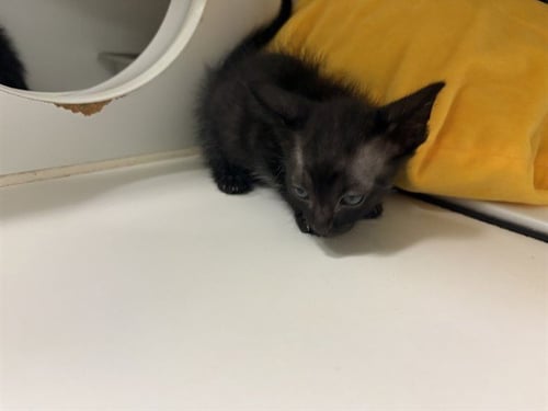 A164731 - Domestic Short Hair available for adoption