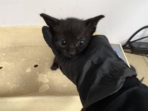 A163496 - Domestic Short Hair for adoption in Irvine