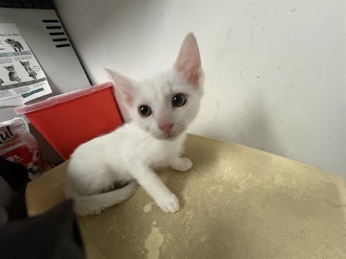 A164648 - Domestic Short Hair available for adoption