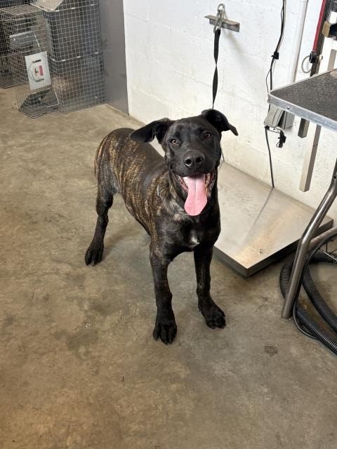 COLEMAN - Mastiff available for adoption