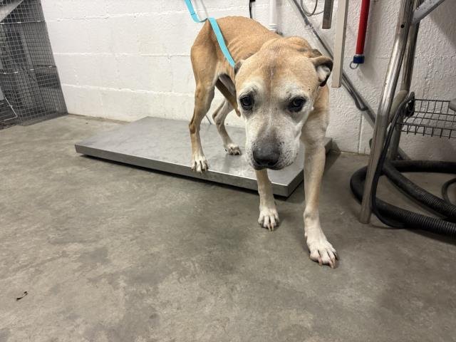 SHARKY - Pit Bull Terrier available for adoption