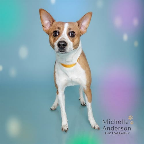 PEPPER - Jack Russell Terrier (Parson Russell Terrier) available for adoption