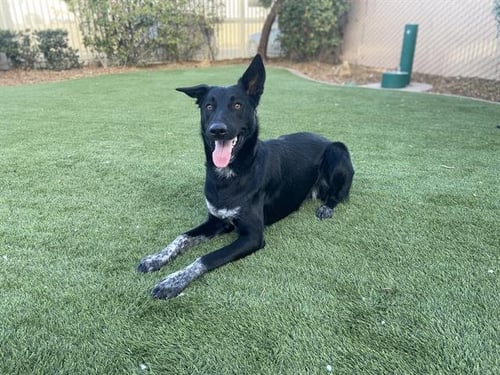 TIPSY - Australian Cattle Dog/Blue Heeler / German Shepherd Dog available for adoption