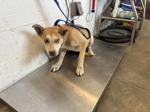 RYDER - Siberian Husky available for adoption