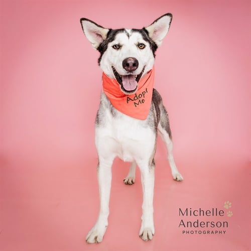 RJ - Siberian Husky / German Shepherd Dog available for adoption