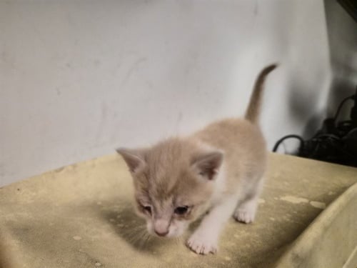 A165303 - Domestic Short Hair available for adoption