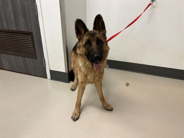 A162362 - German Shepherd Dog available for adoption