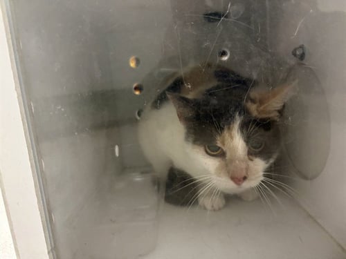 A163111 - Domestic Short Hair available for adoption