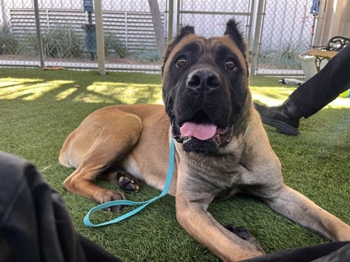 YOGI - Mastiff for adoption in Corona