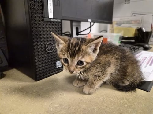 A163516 - Domestic Short Hair for adoption in Irvine