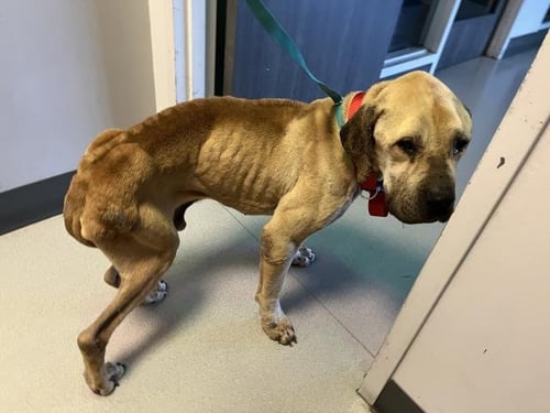 CLIFFORD - Mastiff available for adoption