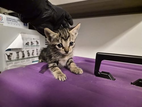 A163518 - Domestic Short Hair available for adoption