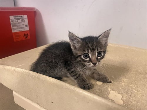 A165039 - Domestic Short Hair available for adoption