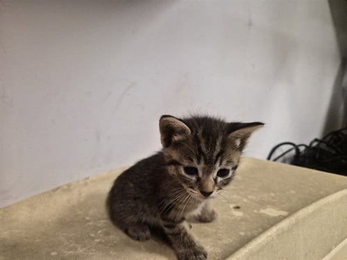 A163344 - Domestic Short Hair for adoption in Irvine