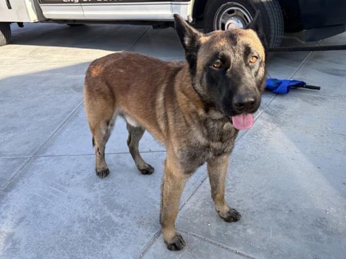 WOLFGANG - Belgian Shepherd Malinois available for adoption