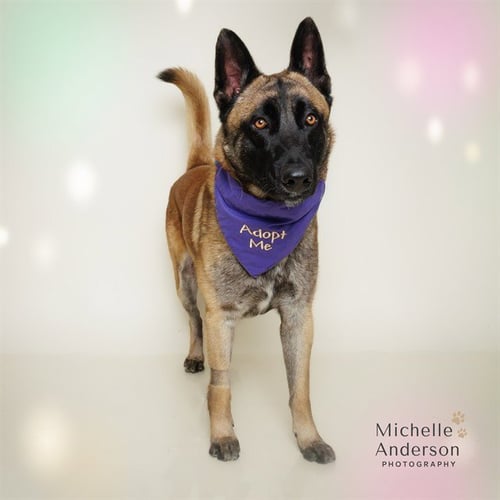 WOLFGANG - Belgian Shepherd Malinois for adoption in Corona
