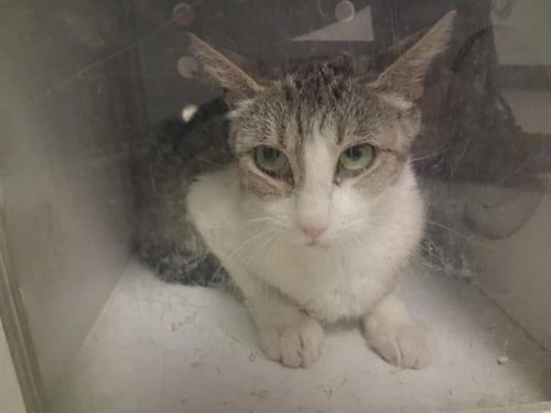 A164913 - Domestic Short Hair available for adoption
