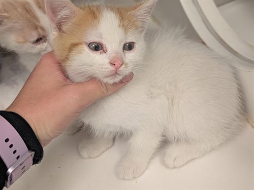 A163409 - Domestic Short Hair available for adoption