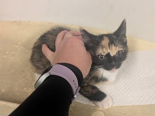 A163401 - Domestic Short Hair available for adoption