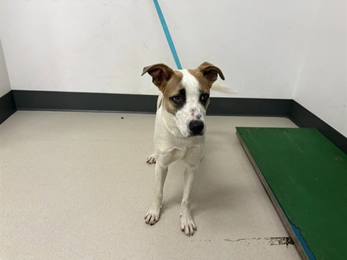 SCOUT - Pit Bull Terrier available for adoption