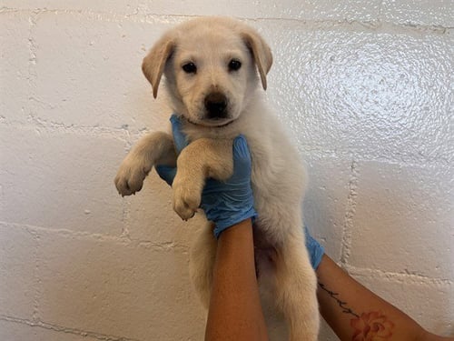 A164563 - German Shepherd Dog available for adoption