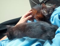 Levy - Photo 7