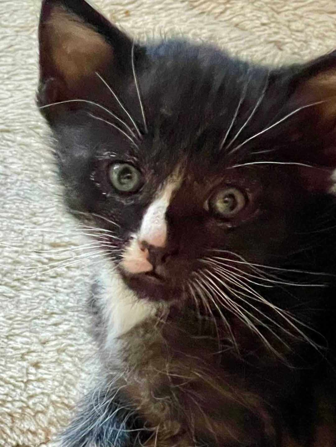 BLAZE - Tuxedo / Domestic Short Hair available for adoption