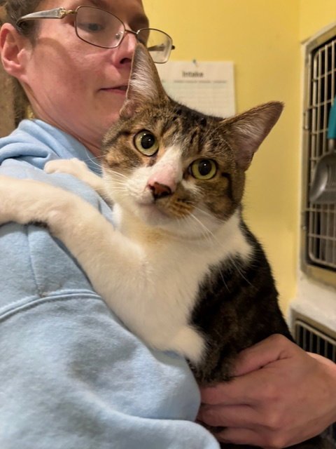 BOOTSIE - Tabby available for adoption