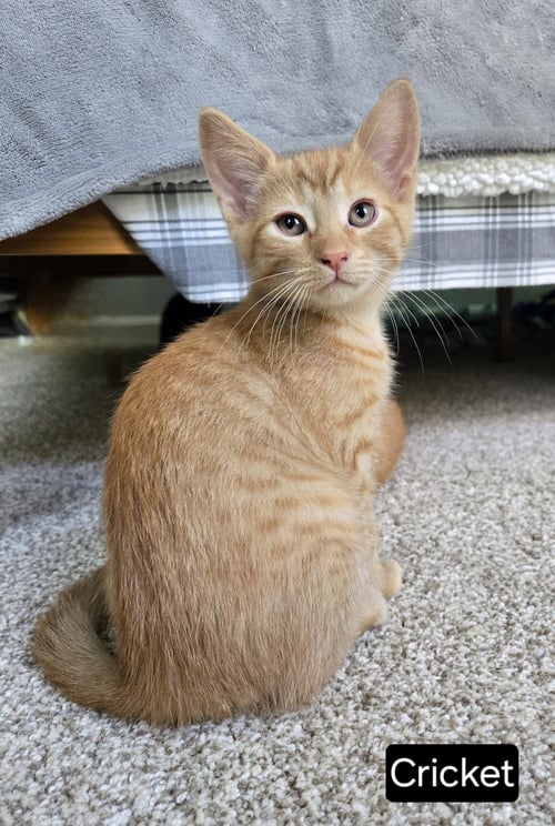 CRICKET - Tabby available for adoption