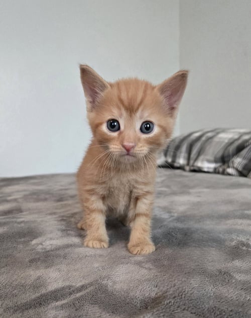 CRICKET - Tabby available for adoption
