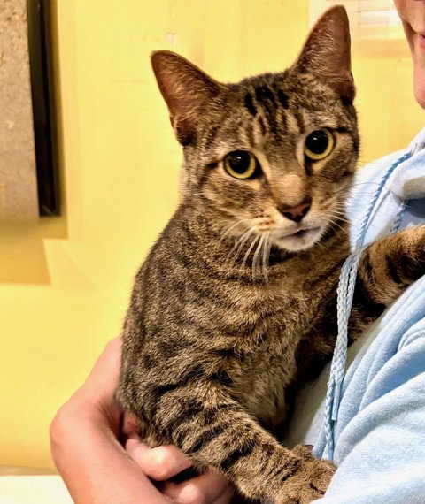 ANTONIO - Tabby available for adoption