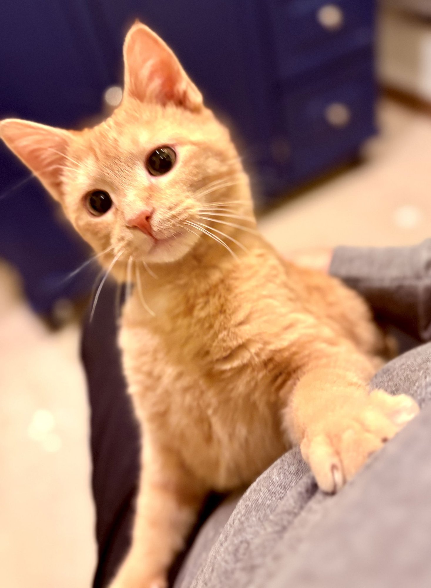 BREEZE - Tabby available for adoption