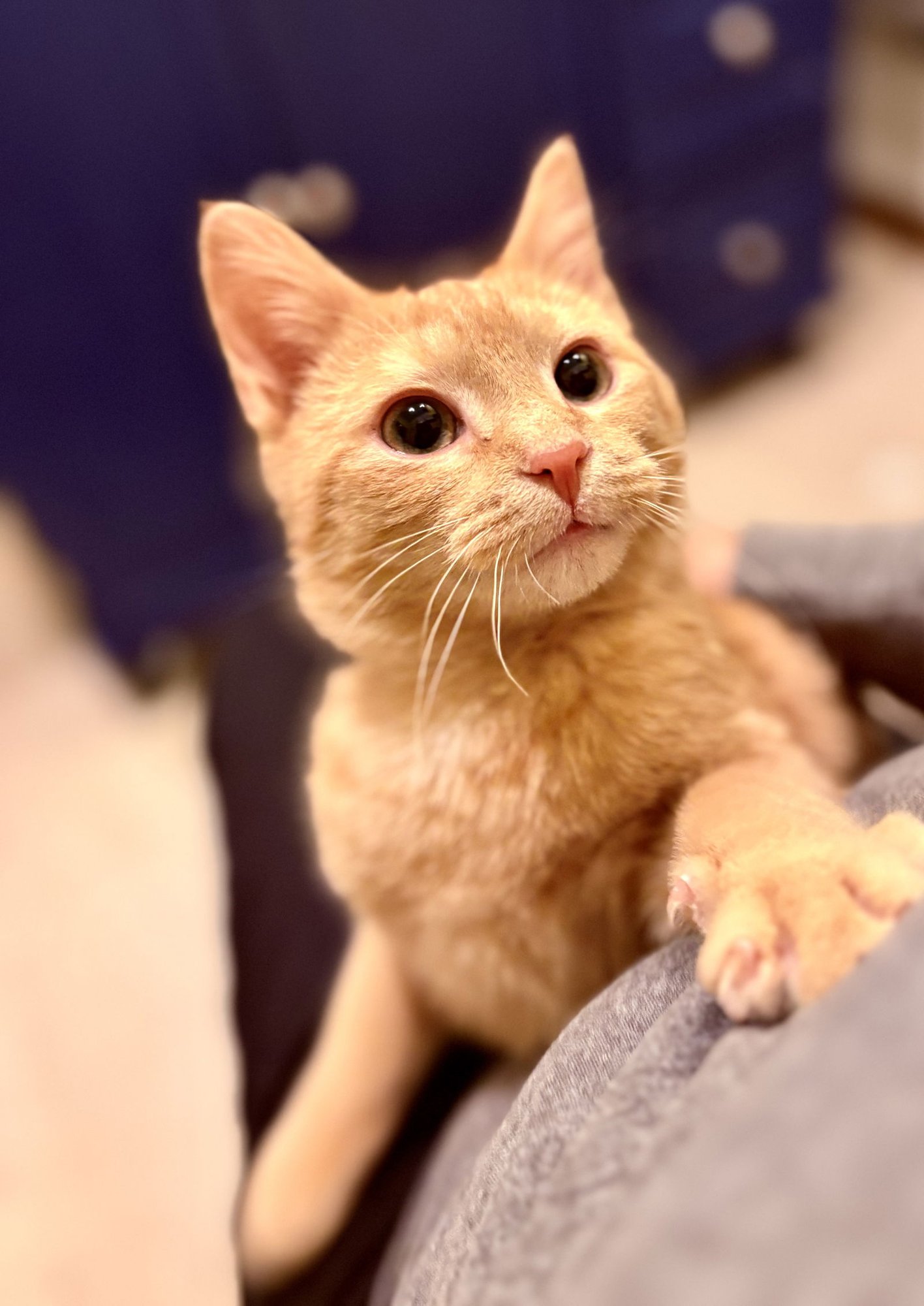 BREEZE - Tabby available for adoption