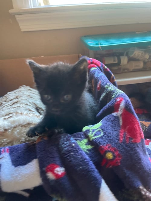 PANTHA - Bombay available for adoption