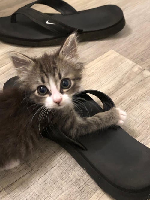 MING - Tabby available for adoption