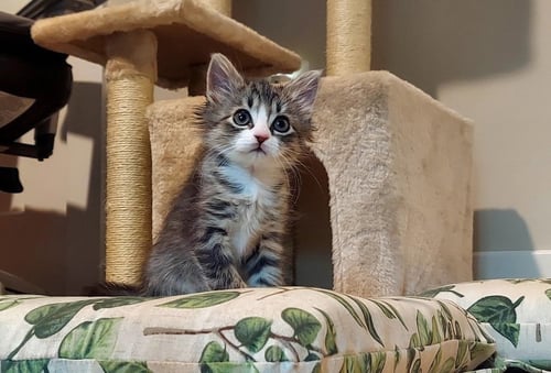 MING - Tabby available for adoption