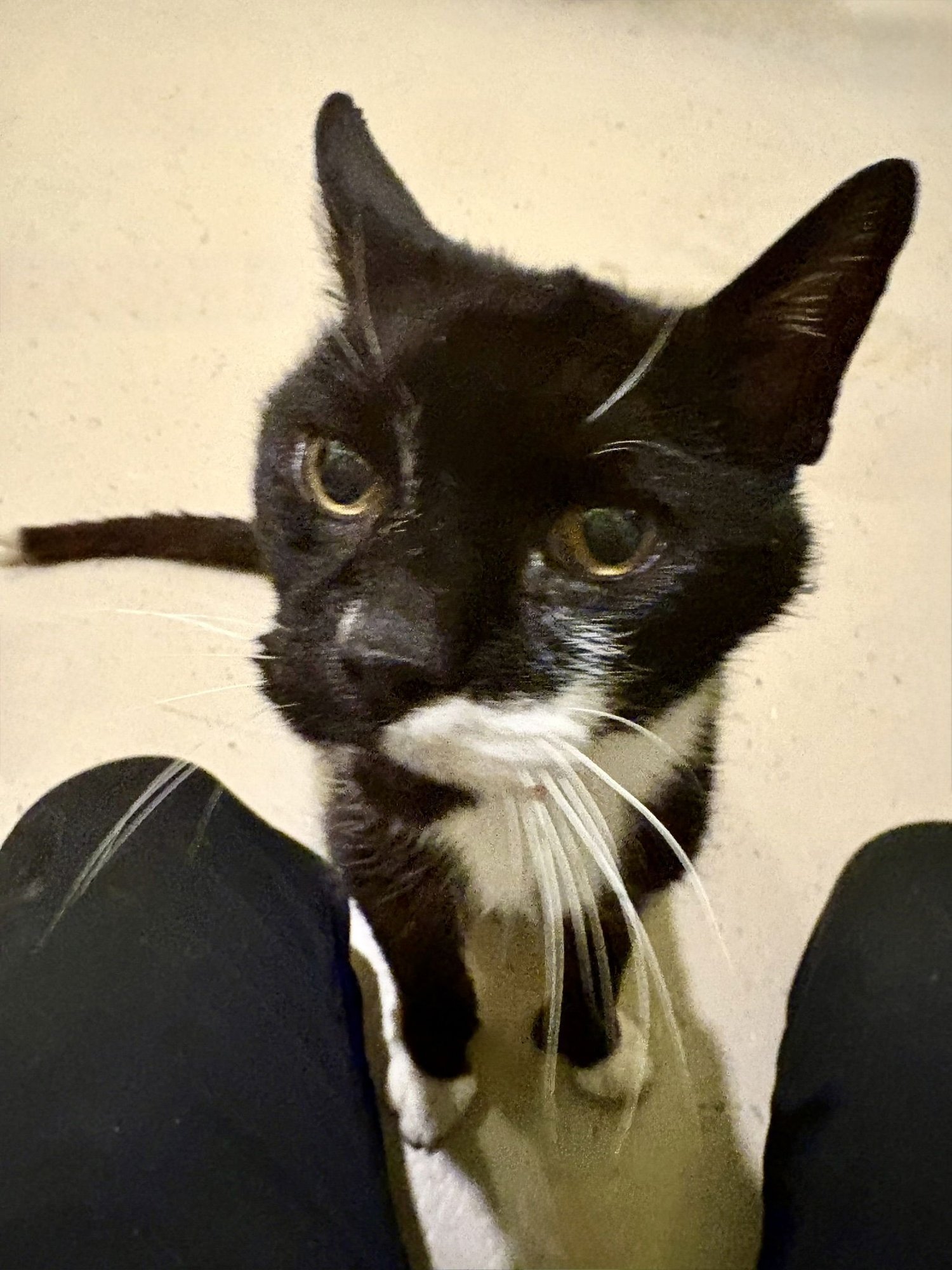 STEVIE - Tuxedo available for adoption