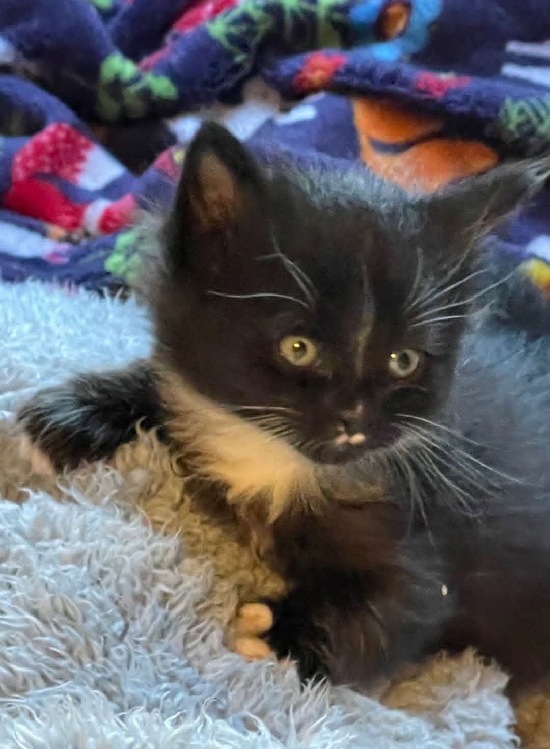 PHOENIX - Domestic Medium Hair available for adoption