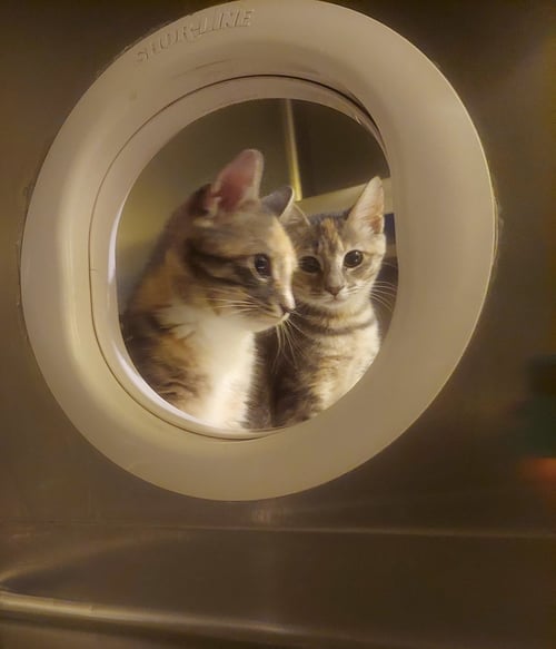 DITTO - Manx / Dilute Calico available for adoption